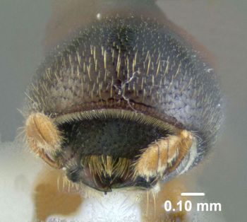 Media type: image;   Entomology 604568 Aspect: head frontal view